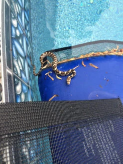 Swimline Frog Log Escape Ramp -Swimming Eastern Fox Snake Ontario 88596.1705518576