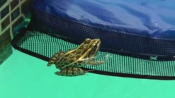 Swimline Frog Log Escape Ramp -Swimming LeopardFrogonskirt 73232.1705518575