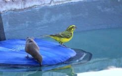 Swimline Frog Log Escape Ramp -Swimming Yellow frontedCanary TankwaKarooNP 24420.1705518575
